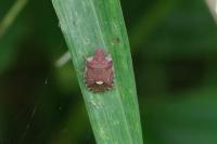 Dyroderes umbraculatus