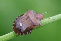 Dyroderes umbraculatus