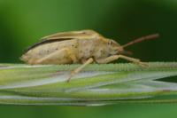 Aelia acuminata
