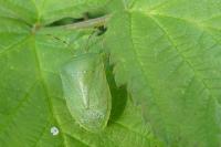 Nezara viridula