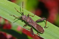 Camptopus lateralis