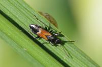 Pterotmetus staphyliniformis