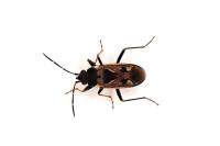 Rhyparochromus vulgaris