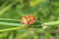 Carpocoris purpureipennis