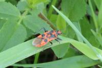 Corizus hyoscyami