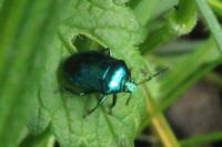Zicrona caerulea