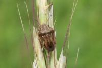 Neottiglossa leporina