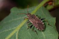 Ceraleptus gracilicornis