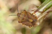 Carpocoris purpureipennis