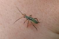 Leptopterna dolabrata