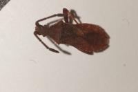 Coriomeris denticulatus