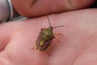Carpocoris purpureipennis