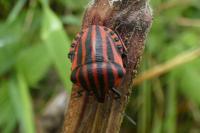 Graphosoma italicum