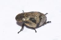 Lepyronia coleoptrata