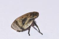 Lepyronia coleoptrata