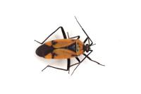 Brachycoleus triangularis