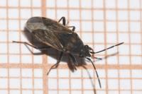 Peritrechus gracilicornis