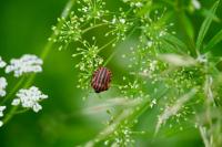 Graphosoma italicum