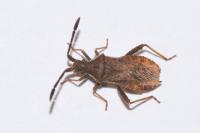 Coriomeris denticulatus