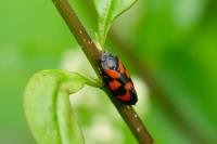 Cercopis vulnerata
