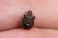Dyroderes umbraculatus