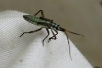 Leptopterna dolabrata