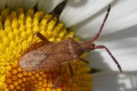 Coriomeris denticulatus