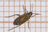 Hoplomachus thunbergii