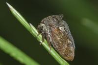 Centrotus cornutus