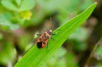 Corizus hyoscyami