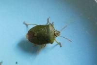 Palomena prasina