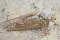 Tibicina haematodes