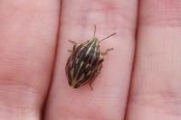 Odontotarsus purpureolineatus