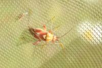 Calocoris roseomaculatus
