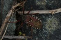 Rhynocoris erythropus