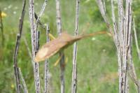 Gonocerus acuteangulatus