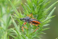 Rhynocoris annulatus