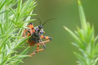 Rhynocoris annulatus