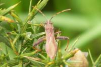 Camptopus lateralis