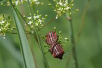 Graphosoma italicum