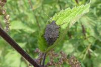 Halyomorpha halys