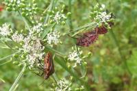 Graphosoma italicum