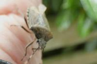 Rhaphigaster nebulosa