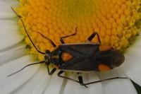 Capsodes flavomarginatus