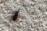 Pyrrhocoris apterus