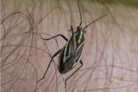 Horistus orientalis