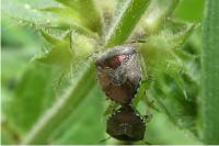 Stagonomus venustissimus