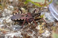 Rhynocoris erythropus