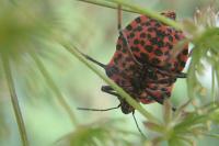 Graphosoma italicum