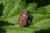 Dolycoris baccarum